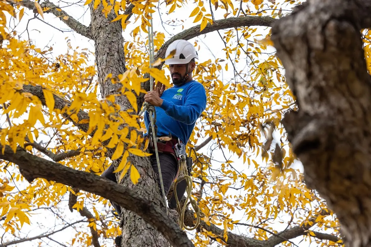 Skilled Tree Planing crew working in Van Nuys